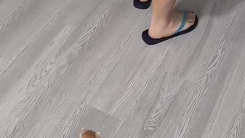 Kittens Meowing and Running