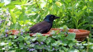 Grackle Taking a Bath