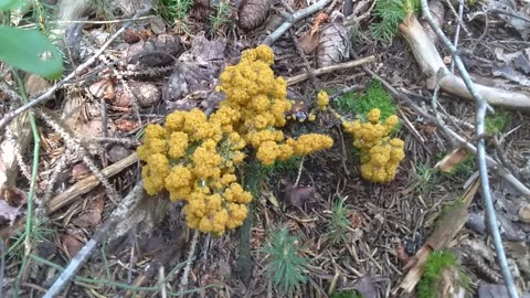 Dog Vomit Slime Mold