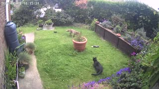 Freddy the Fox and Loki the Cat Play with Gloves in Garden