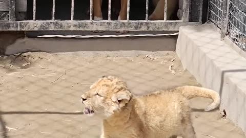 Dog want to Play with Little Lion Cub | Nouman Hassan | #shorts