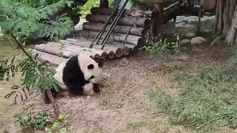 The bewildering behavior of the animal panda