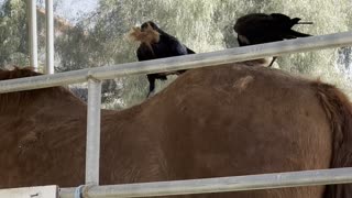 Crows Gather Hair From Shedding Horse