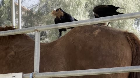 Crows Gather Hair From Shedding Horse