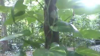 Devil's ivy plant grows on top of another tree in the botanical garden [Nature & Animals]