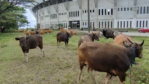 raising cows at the football stadium in indonesia