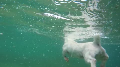 Dog swiming