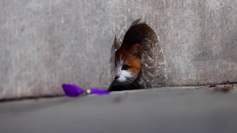 An orange cat was hiding in a hole in the wall