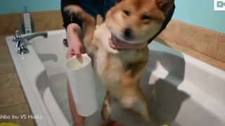 Shiba Inu takes a relaxing & romantic bath