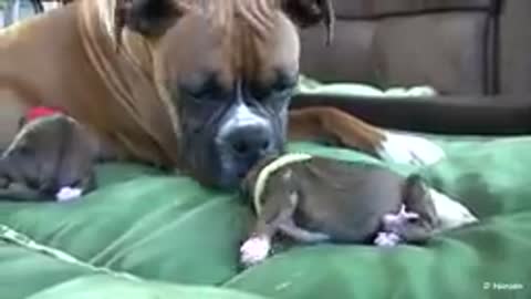 Dog Has Amazing Birth While Standing!؟!