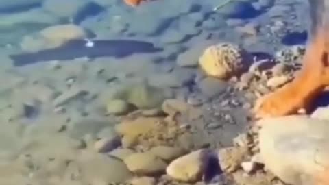 Dog hunting a fish