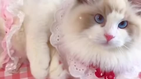 Aww cute cat videos funny❤️ Cat Cash Compilation chines💚Cat Meow #cat #shorts