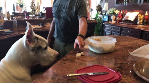 Funny Great Dane Complains His Dinner is Late
