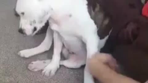 Dog Demands That Owner Rubs His Tummy Long And Slow