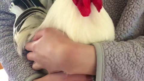 Koji the Rooster Running to Be Held by His Favorite Human