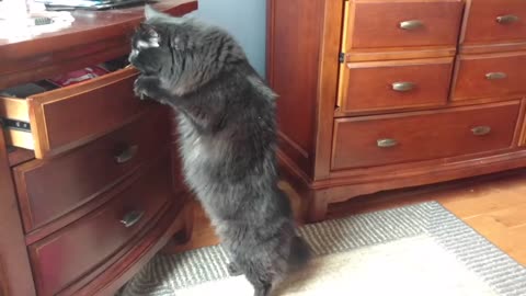 Funny cat - Trying to find where they've hid all the good snacks!