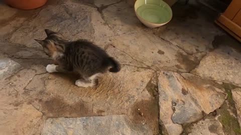 Cute kittens are playing with pine cone like a football player