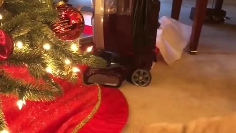 Puppy Plays with Christmas Tree!