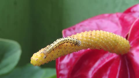 Fauna Insect Worm Larva Armenia