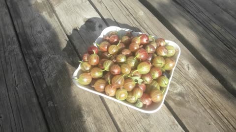 First gooseberry harvest