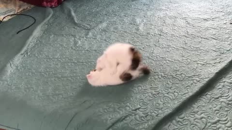 Cute Animals Cute Cat videos