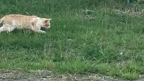 hunting cat