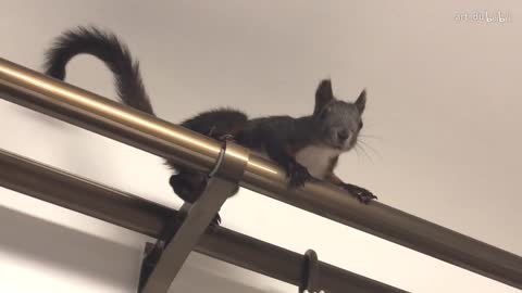 What does a victim paranoid squirrel do when alert