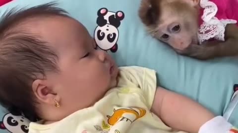 Baby sleeping monkey 🐒 videos