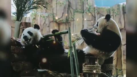 National treasure panda This is so cute