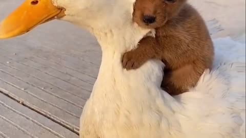They are best friend ! Goose an puppy