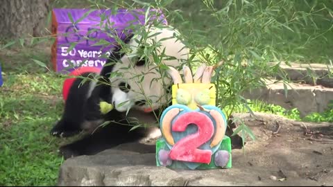 Giant Panda celebrates his second birthday at the National Zoo