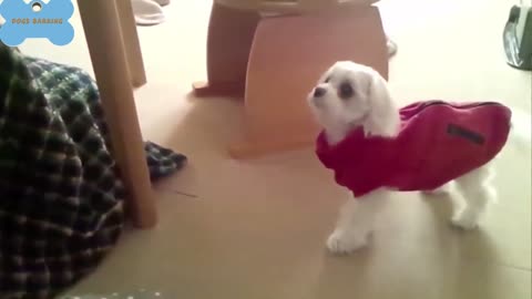Cute Puppies and Dogs barking----So Cute--- 2022