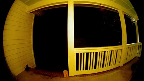 Bear Rings Doorbell