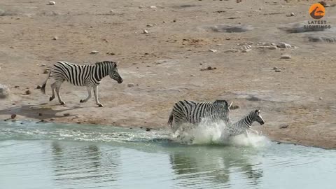 Zebra drowns baby zebra as mother Tries to it...save