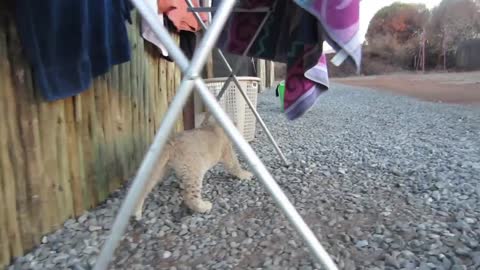 Adorable Baby Lion Feeding and Investigating