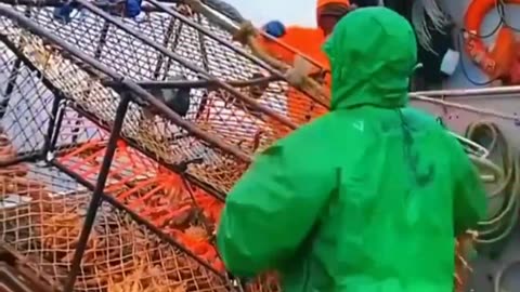 This is how professionals harvest super large Alaskan crabs