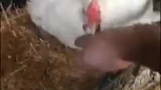 Cats Hide Under Chicken