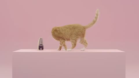 A music video shot by a cat owner