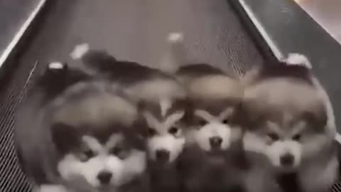 Cute Baby Panda, Baby Huskies, Ducklings and Kittens