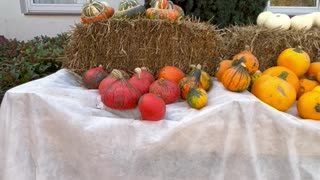 Pumpkins and Squash including Halloween Pumpkin