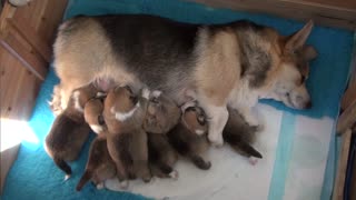 Willow's Litter 12-14 Days Old (2 weeks of age)