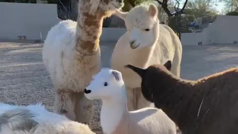 Alpaca Baby funny video