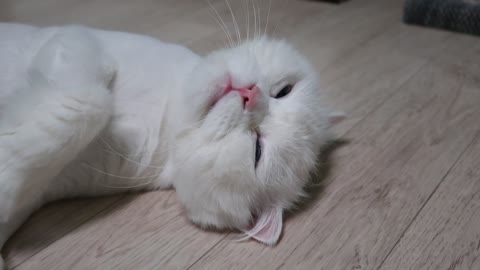 Sleepy white cat