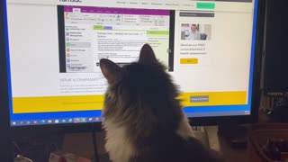 Cat watching video