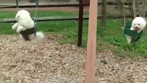 The dog is too stupid to climb up the bed