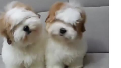 Twin dogs