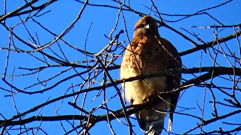 Red-shouldered hawk