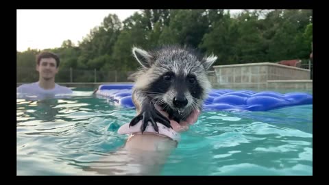 Baby Raccoon's First Swim Lesson!
