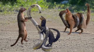 King Cobra Vs Mongoose - Cobra is Punished When Deliberately Spraying Venom Into Mongoose