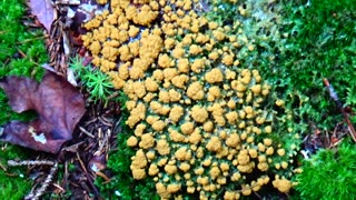 Dog Vomit Slime Mold